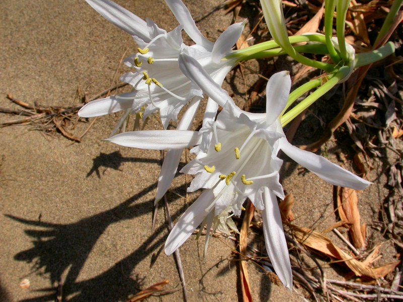 Fiori dalla Maremma